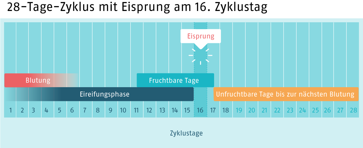 Zyklus28 Tage (Quelle: BIÖG) Infografik, die einen 28-Tage-Zyklus zeigt