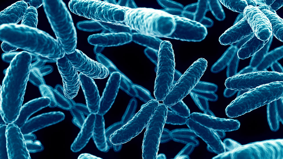 Polkörperdiagnostik (Quelle: SciePro/Shutterstock) X-Chromosomen