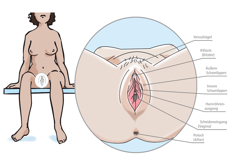Äußere weibliche Geschlechtsorgane (Quelle: BIÖG) Grafik zeigt die äußeren weiblichen Geschlechtsorgane