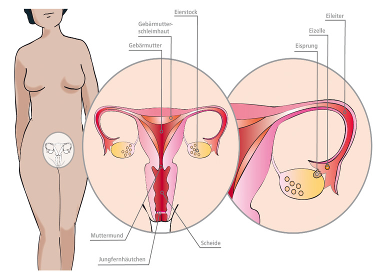 Innere weibliche Geschlechtsorgane (Quelle: BIÖG) Grafik zeigt die inneren weiblichen Geschlechtsorgane