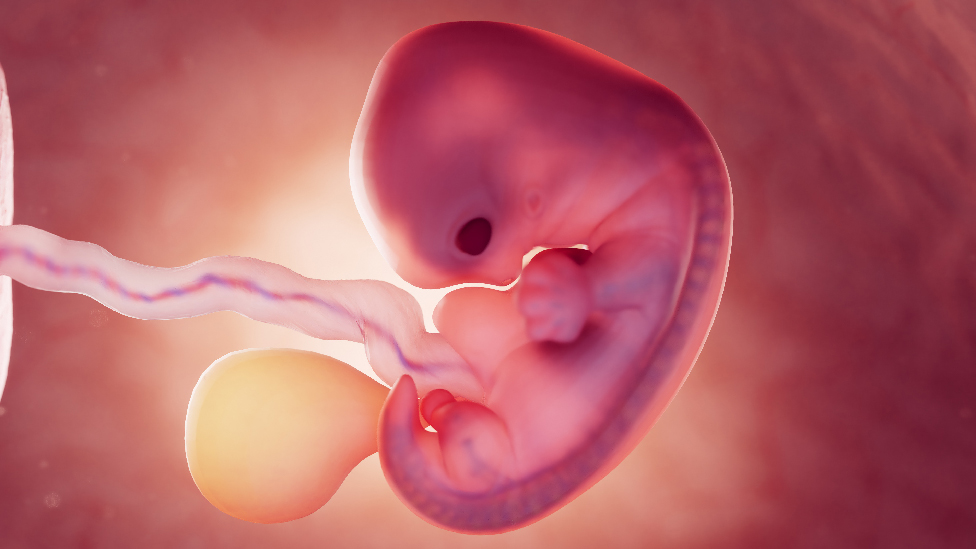 3D Illustration eines Embryos im Mutterlaib in der 7. Schwangerschaftswoche