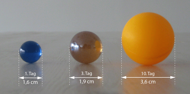 Größe eines Neugeborenen-Magens Am ersten Tag ist der Magen eines Neugeborenen so groß wie eine kleine Murmel und kann nur 5 bis 7 ml pro Mahlzeit aufnehmen. Am zehnten Tag hat er etwa die Größe eines Tischtennisballs erreicht.